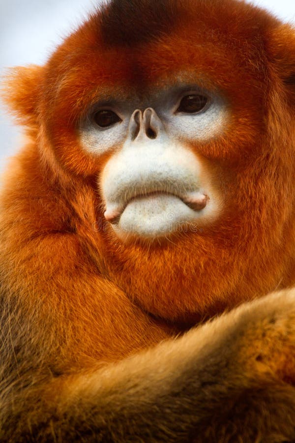 Scimmia dal naso camuso fotografia stock