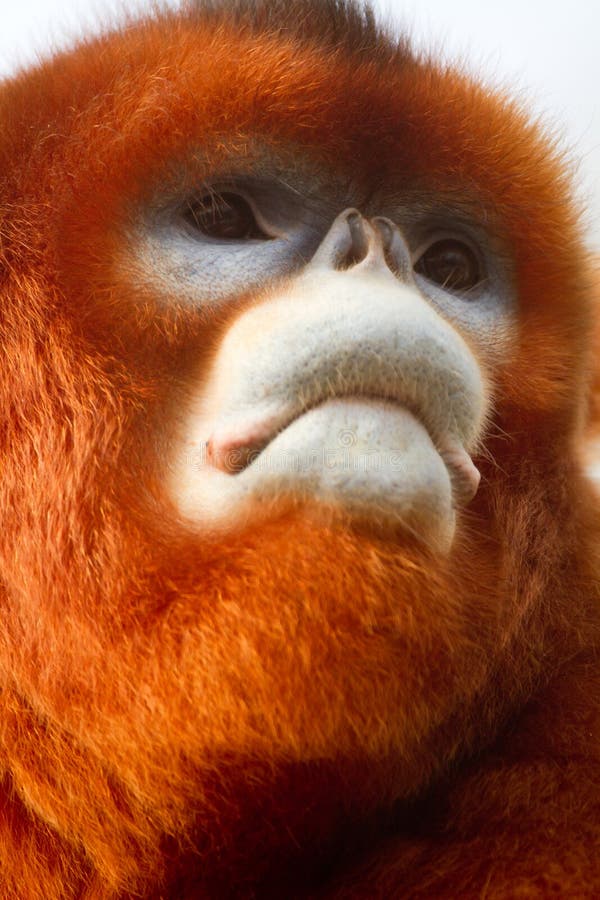 Scimmia dal naso camuso immagini stock
