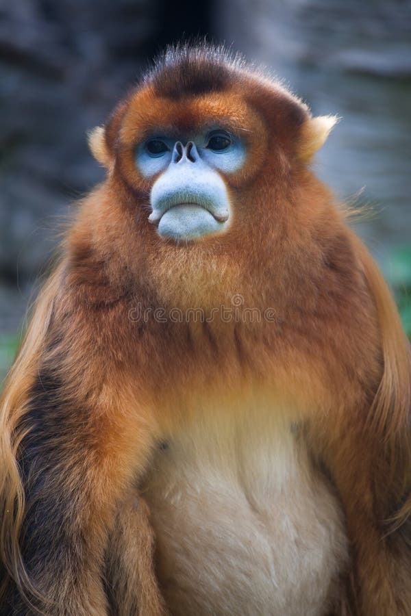 Scimmia dal naso camuso fotografia stock