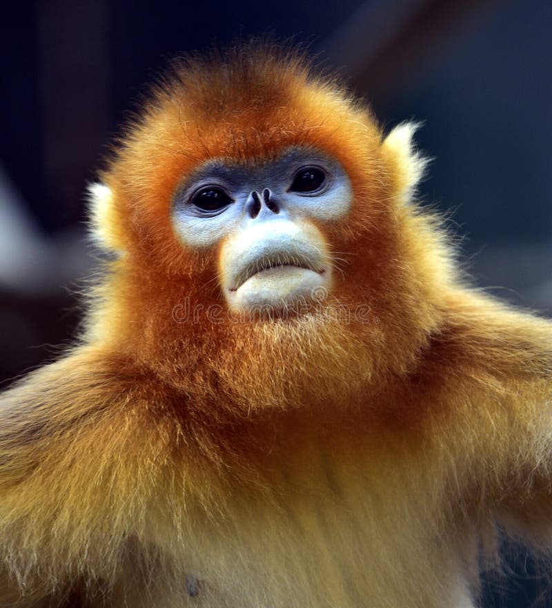 Scimmia Snub-nosed fotografia stock libera da diritti