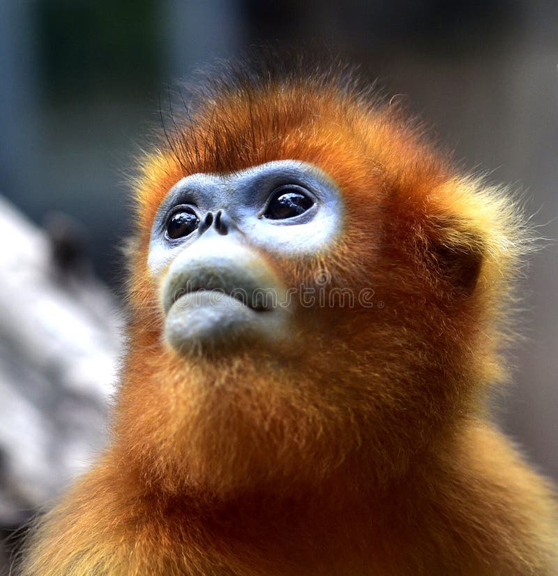 Scimmia dal naso camuso immagini stock libere da diritti