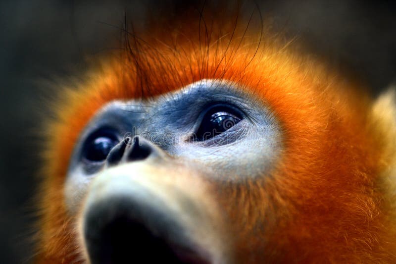 Scimmia Snub-nosed immagini stock libere da diritti