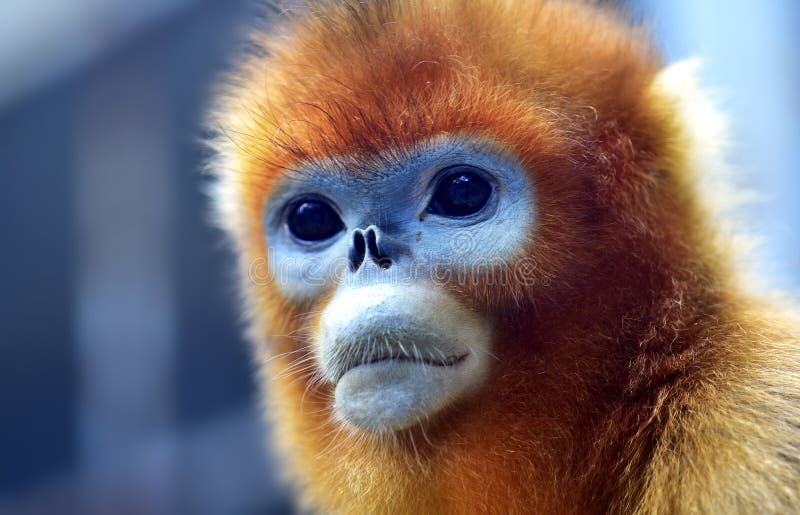 Scimmia Snub-nosed fotografia stock libera da diritti