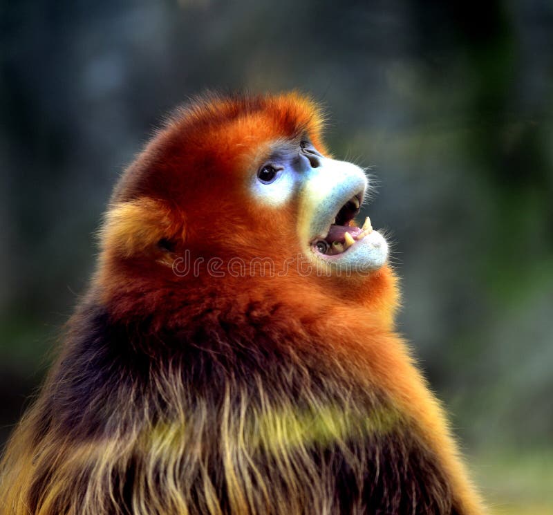 Scimmia dal naso camuso immagini stock