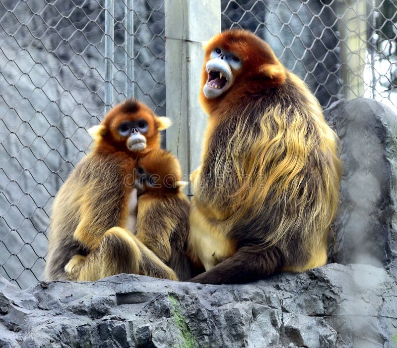 Scimmia dal naso camuso fotografie stock libere da diritti