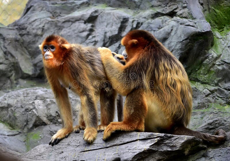 Scimmia dal naso camuso fotografia stock libera da diritti