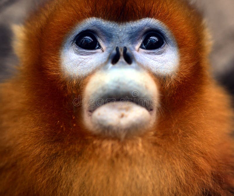 Scimmia dal naso camuso fotografia stock
