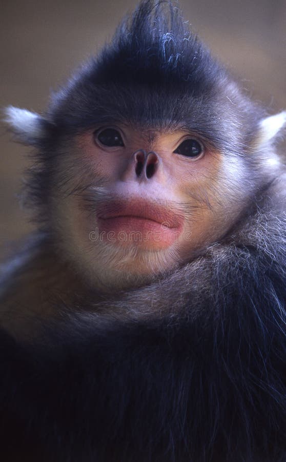 Scimmia dal naso camuso dello Yunnan fotografie stock libere da diritti
