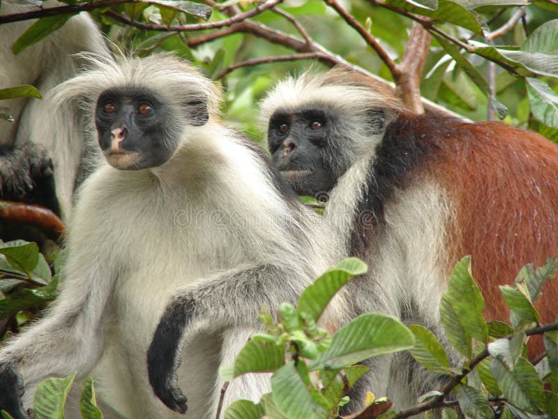 Red colubus monkeys damp from the rain in Zanzibar. Red colubus monkeys damp from the rain in Zanzibar