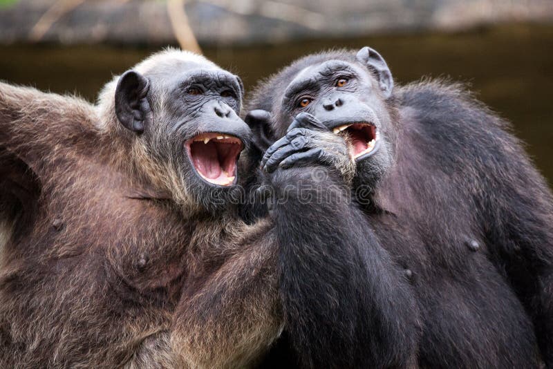 Scimpanzè comune che si siede dopo nell'amore