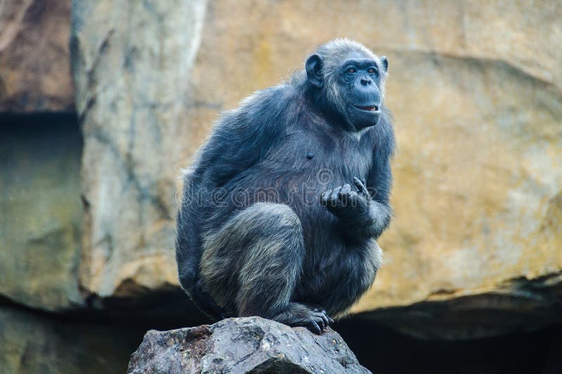 Scimpanzè in uno zoo a Valencia, Spagna fotografia stock Scimpanzè in uno zoo a Valencia, Spagna fotografia stock