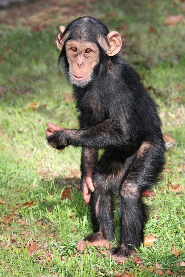 Comical baby Chimpanzee standing on it's hand legs. Comical baby Chimpanzee standing on it's hand legs