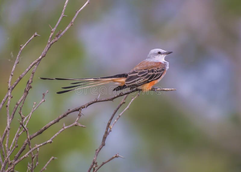 Scissor-tailed Flycatcher Bird