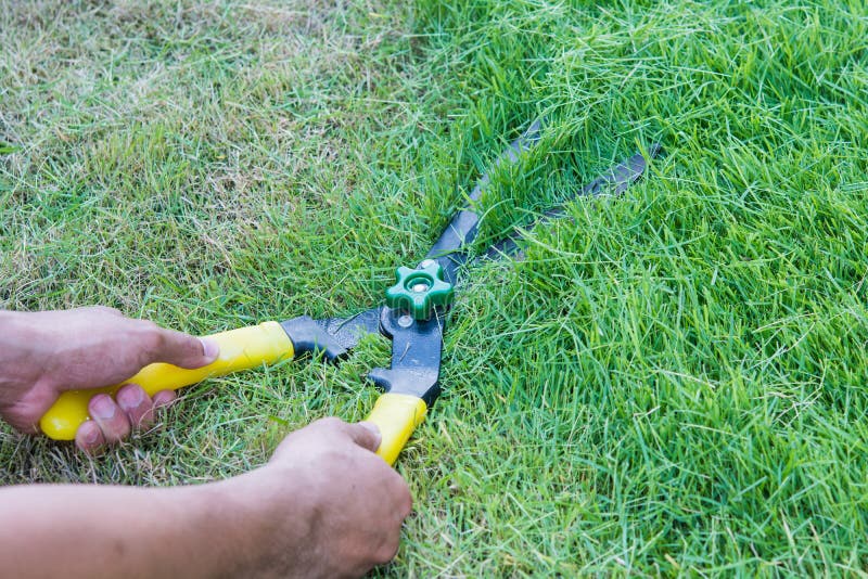 Scissors Cut Grass Put in Garden Stock Photo Image of clippers, hand