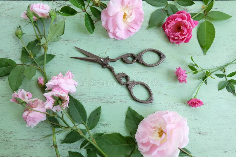 942 Cut Roses Scissors Stock Photos Free & RoyaltyFree Stock Photos