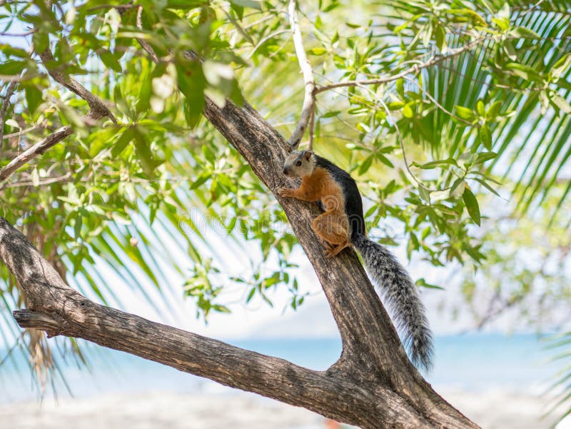 Sciurus på ett träd royaltyfri fotografi Sciurus på ett träd royaltyfri fotografi