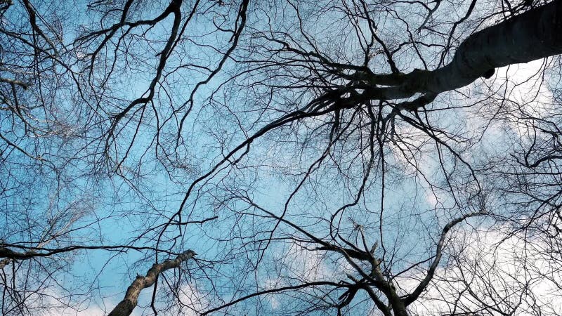 Scivolando sotto gli alberi ed il cielo