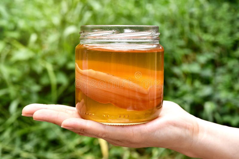 Scoby, main tenant le champignon de thé avec le thé de kombucha, nourriture fermentée saine, boisson Probiotic de nutrition photos libres de droits Scoby, main tenant le champignon de thé avec le thé de kombucha, nourriture fermentée saine, boisson Probiotic de nutrition photos libres de droits