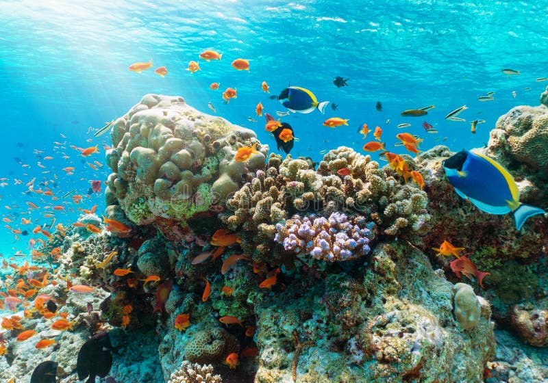 Scogliera subacquea variopinta con i pesci tropicali nell'Oceano Indiano