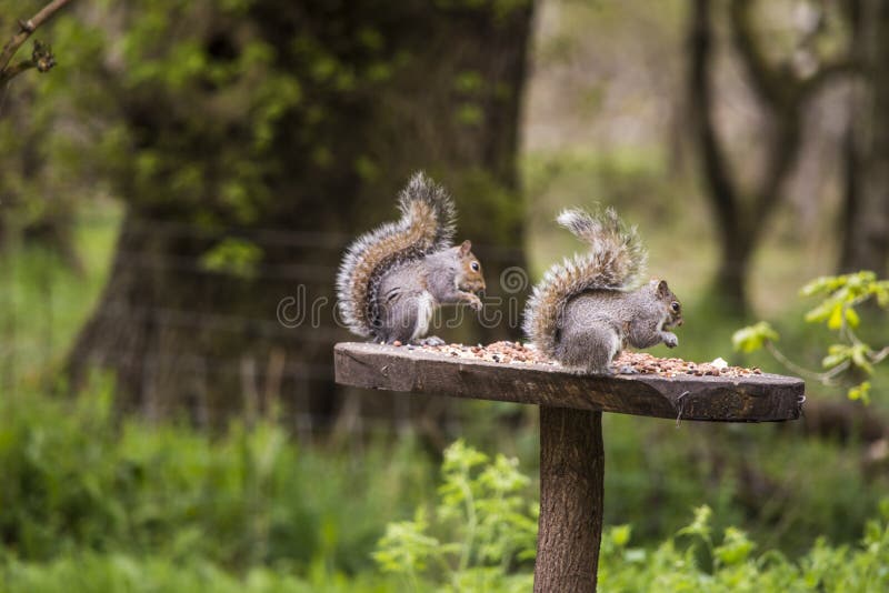 Scoiattoli con un dado in foresta fotografia stock libera da diritti Scoiattoli con un dado in foresta fotografia stock libera da diritti