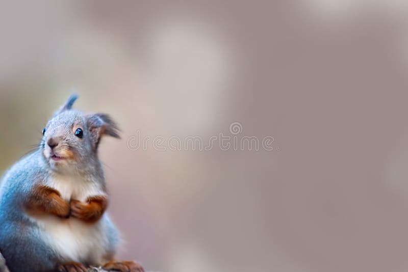 Scoiattolo che esamina con attenzione qualcosa La bella dello scoiattolo tonalità grigia di fine e di autunno su nei precedenti fotografia stock