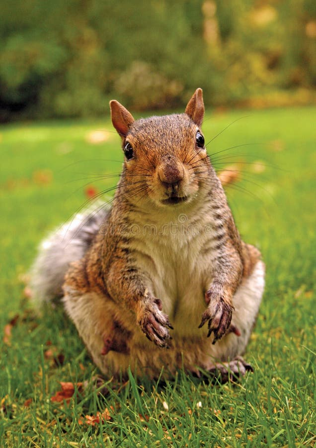Scoiattolo di Grey orientale (carolinensis dello Sciurus) immagine stock libera da diritti Scoiattolo di Grey orientale (carolinensis dello Sciurus) immagine stock libera da diritti