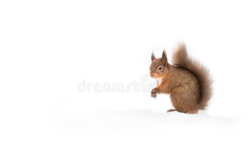 Scoiattolo rosso in neve fotografie stock libere da diritti Scoiattolo rosso in neve fotografie stock libere da diritti