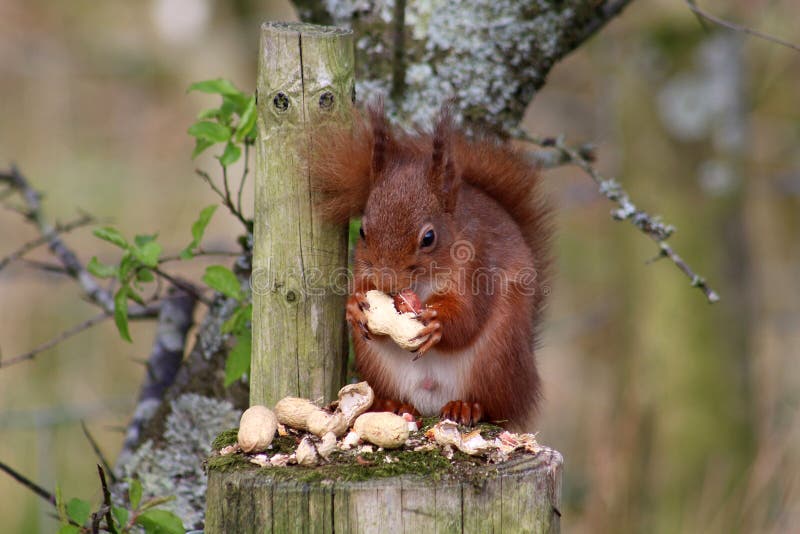 Dispenser Arachidi Con Tetto A Foglia Appendibile - Foto 14