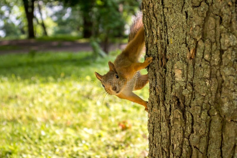 Scoiattolo sull'albero Un piccolo animale nel parco immagine stock
