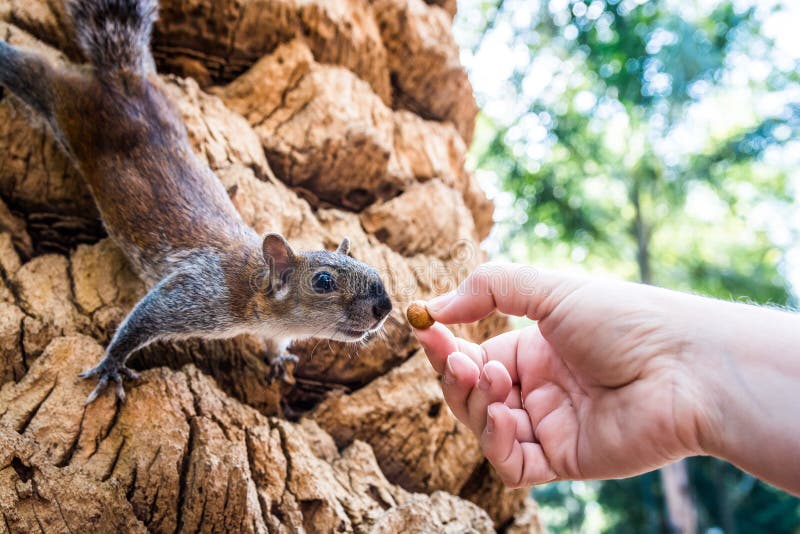 Scoiattolo sveglio in parco messicano che viene per il dado dalla mano fotografie stock libere da diritti Scoiattolo sveglio in parco messicano che viene per il dado dalla mano fotografie stock libere da diritti