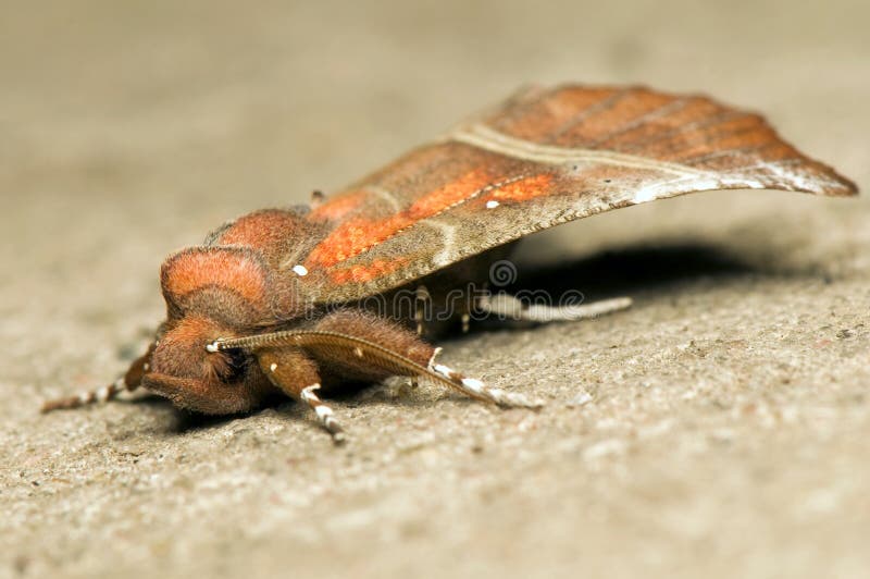 scoliopteryx libatrix стоковое изображение rf scoliopteryx libatrix стоковое изображение rf