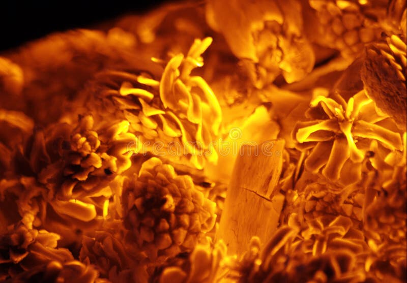 Do Pine Cones Explode In Fire