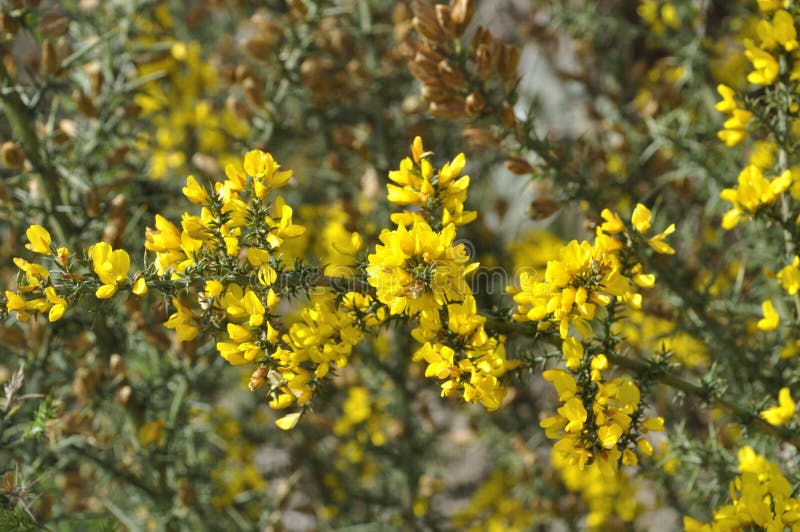 Scorpion Broom in Spring in Portugal Stock Image Image of