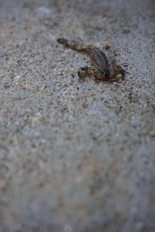 Scorpion brun de la mort image libre de droits Scorpion brun de la mort image libre de droits