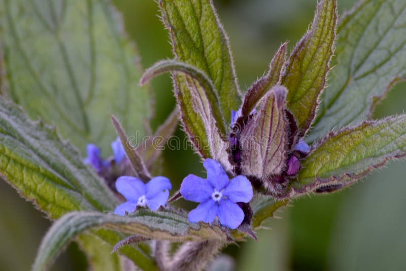 Scorpion Grass 02 stock photo. Image of floral, flower 203635644