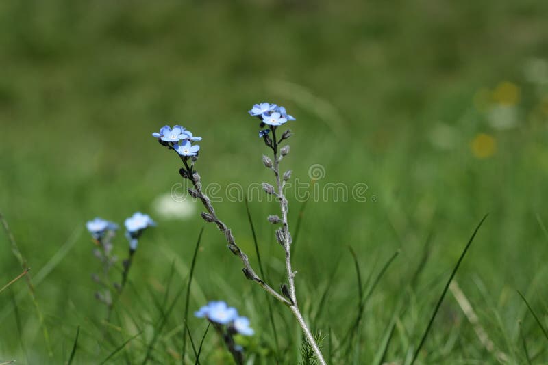 Scorpion grasses flower stock photo. Image of angiosperms 87315564