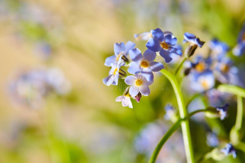 Scorpion Grasses Macro Detail Stock Photo Image of wildflower