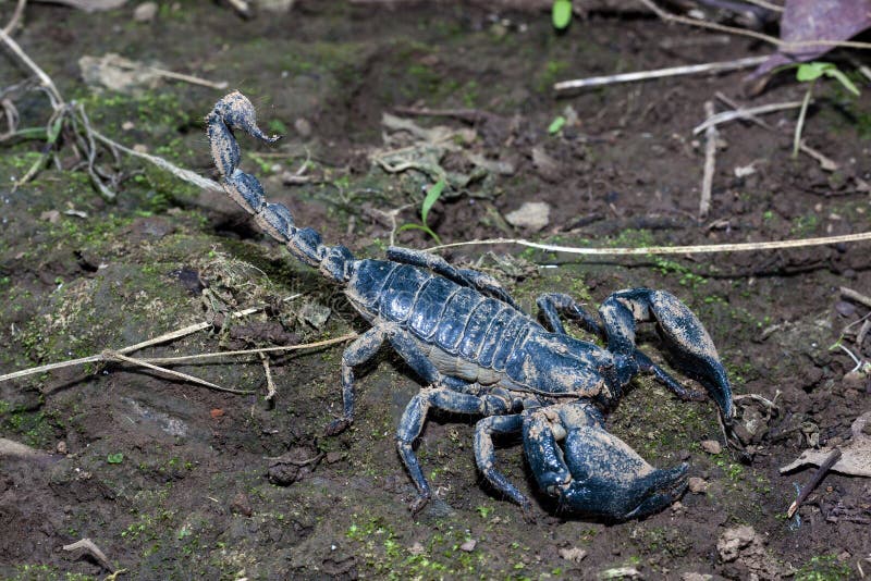 Group Black Scorpions Photos Free Royalty Free Stock Photos From Dreamstime