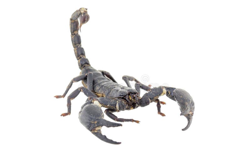 scorpion isolated white background 88019095