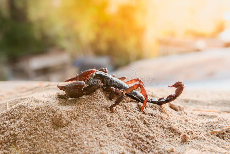 349 Scorpion Desert Sand Stock Photos Free & RoyaltyFree Stock