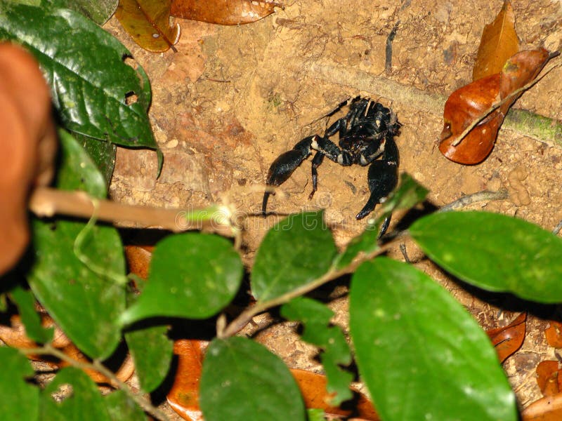 The Scorpion in Taman Negara National Park, Malaysia Stock Photo