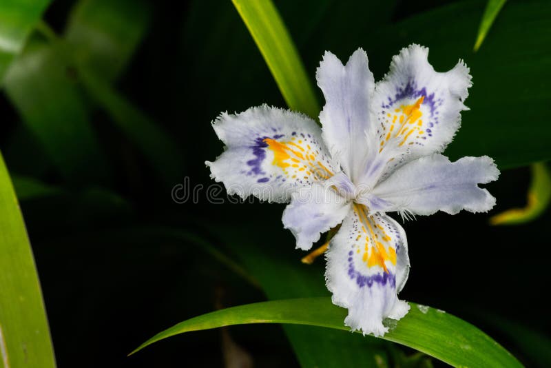 Scorpirus Iris Flower immagine stock
