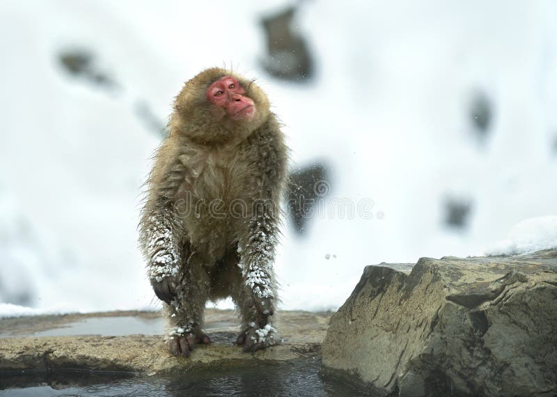 scosse, adulto, animali, freddo, freddo, sveglio, fronte, fauna, gelo, pelliccia, fuscata, habitat, capelli, peloso, caldi, sorge fotografia stock libera da diritti scosse, adulto, animali, freddo, freddo, sveglio, fronte, fauna, gelo, pelliccia, fuscata, habitat, capelli, peloso, caldi, sorge fotografia stock libera da diritti