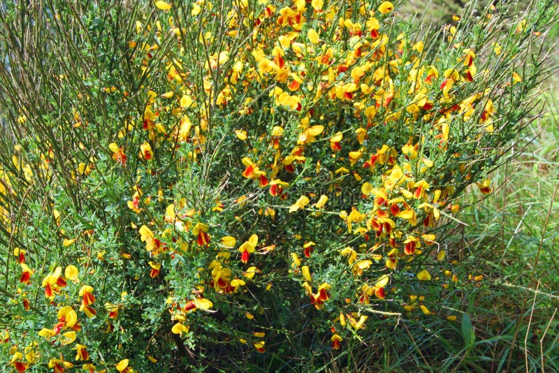Scotch Broom in Spring stock image. Image of yellow 269146161