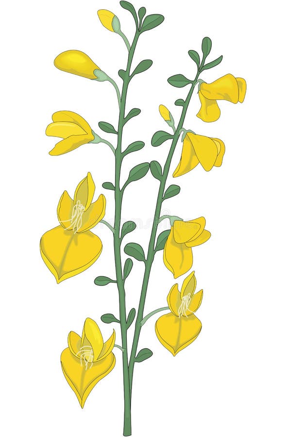 Scotch Broom Vector Illustration Stock Vector Illustration of