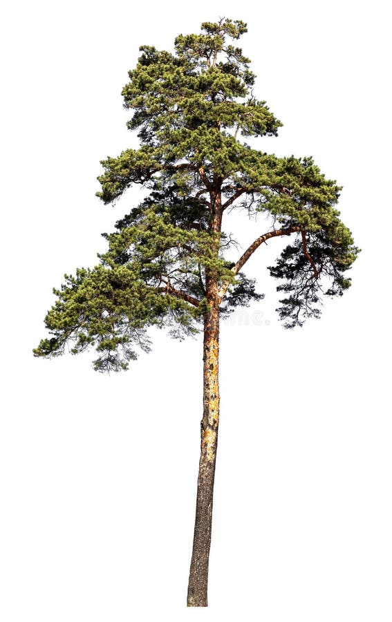 Scotch pine tree. Isolated on white background stock images