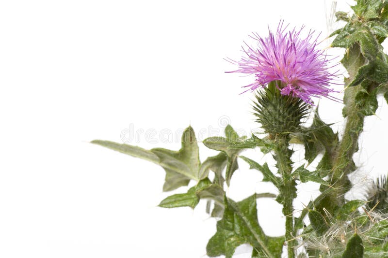 Scotch Thistle With Purple Flower