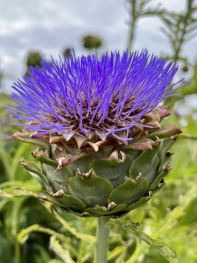 Bright Colored Purple Artichoke Thistle Blooming in Iona Island