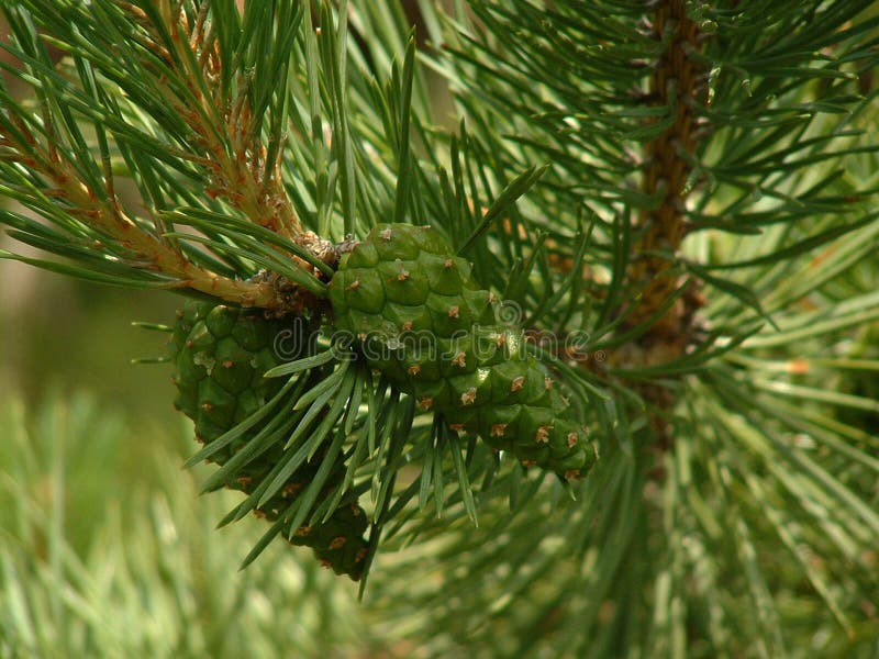 Scots pine cones