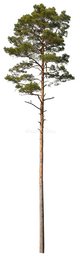 Scots Pine isolated on white background, evergreen tree cutout